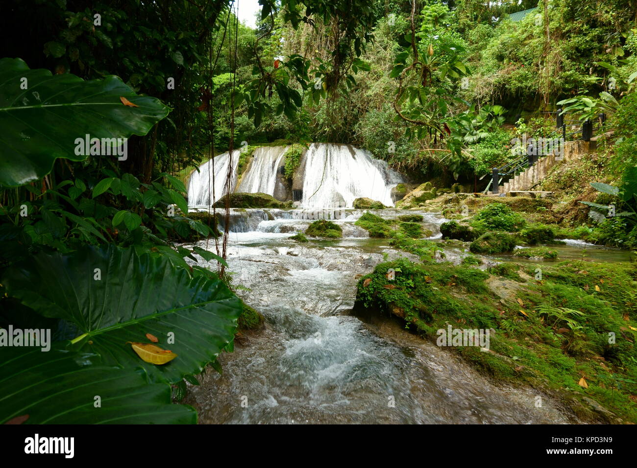 Reach Falls and lush rain forest in Portland parish, Jamaica Stock Photo
