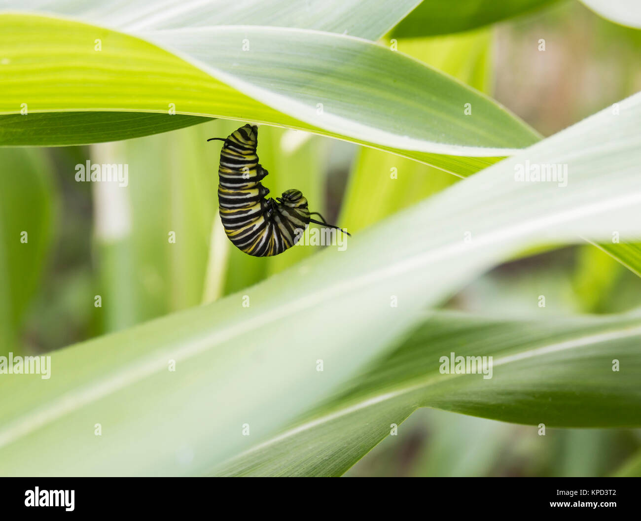 Monarch Butterfly (Danaus plexippus) larva in pupation on underside of leaf in allotment in Spain Stock Photo
