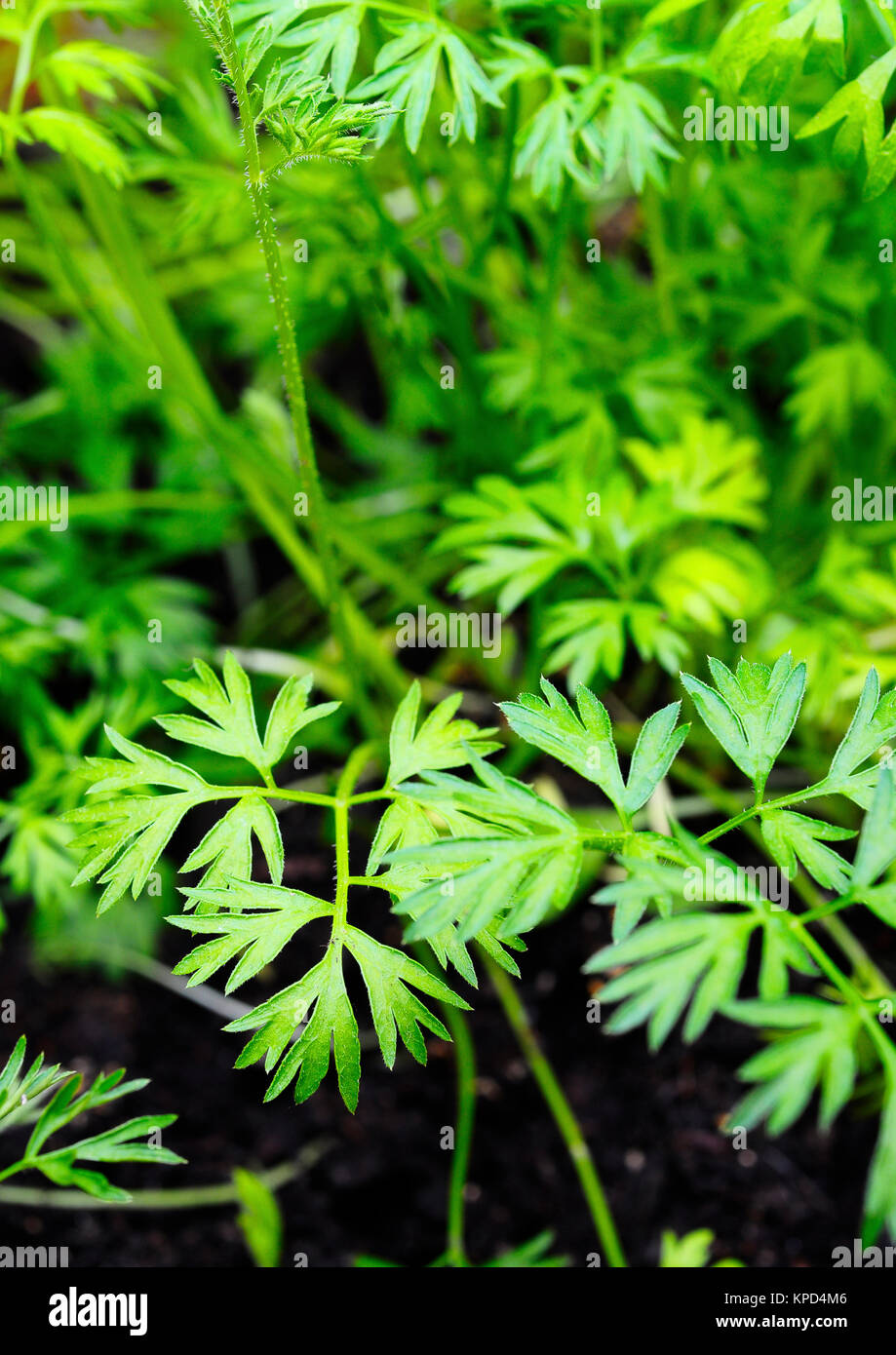 Parsley foliage, and land soil, close up Stock Photo Alamy