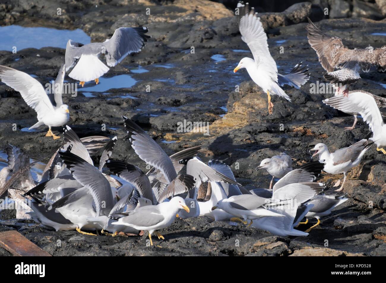Lanzarote seagull flying hi-res stock photography and images - Alamy