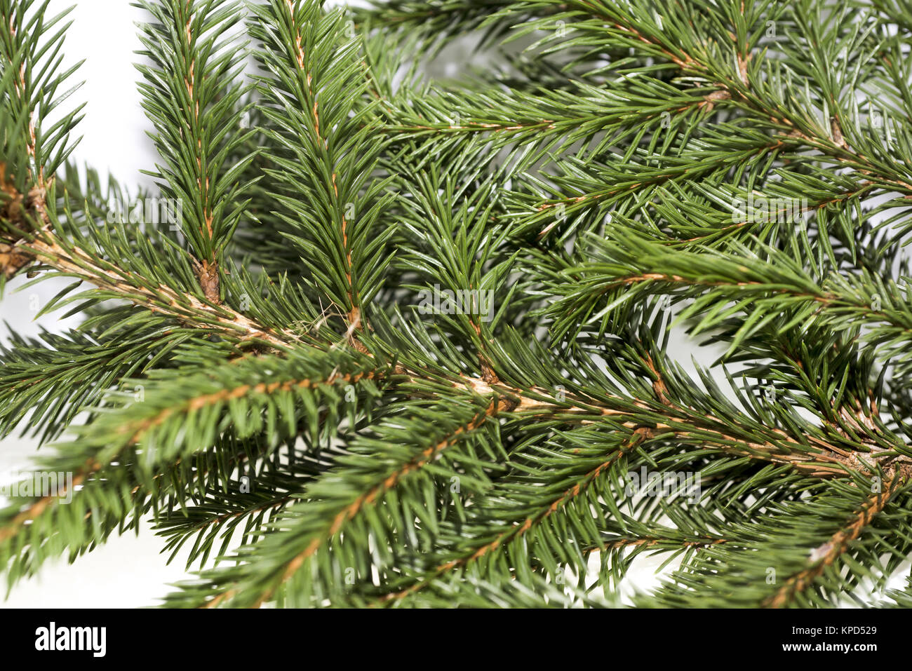 Christmas tree branch. Isolated on white background Stock Photo - Alamy