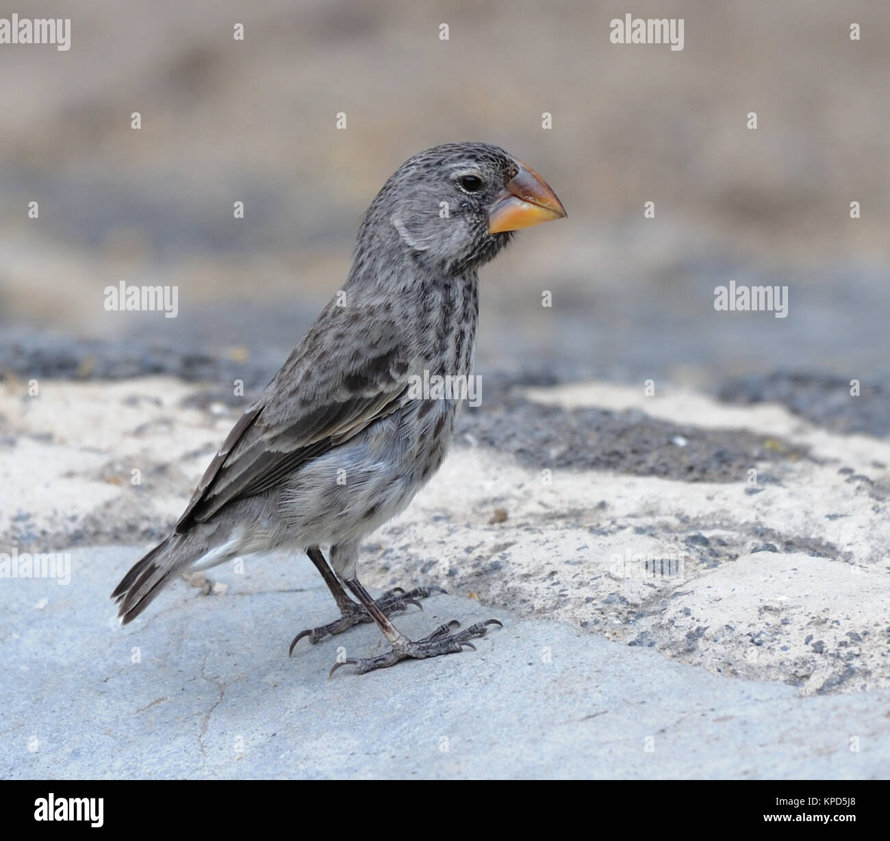 A female large ground finch (Geospiza magnirostris). This bird has an enormous beak and associated musculature, evolved to deal with large seeds. This Stock Photo