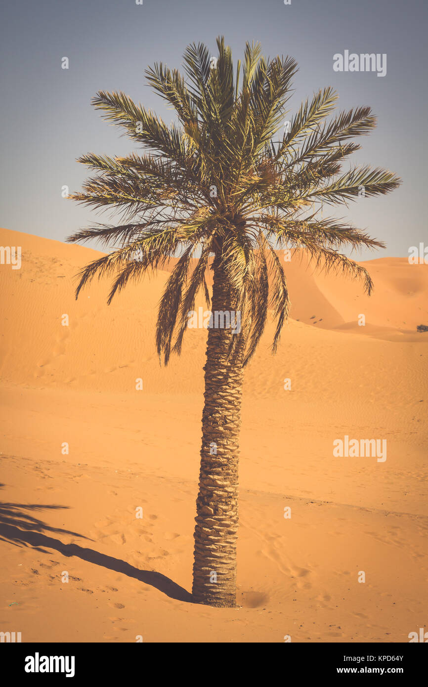 palm trees and sand dunes in the sahara desert,merzouga,morocco Stock