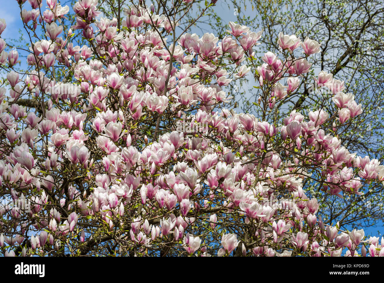 magnolia - a tree full of exotic,beautiful flowers Stock Photo - Alamy