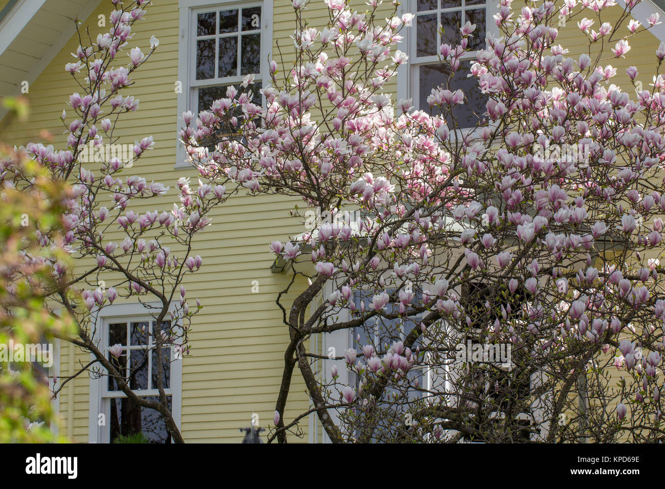 magnolia - a tree full of exotic,beautiful flowers Stock Photo - Alamy
