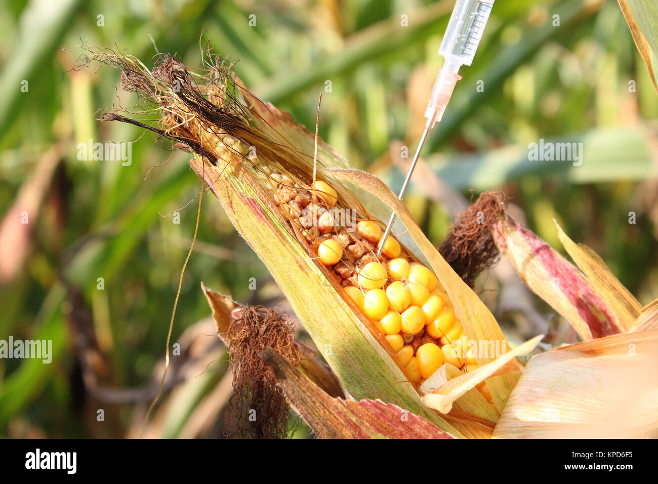 syringe injected into a corncob Stock Photo - Alamy