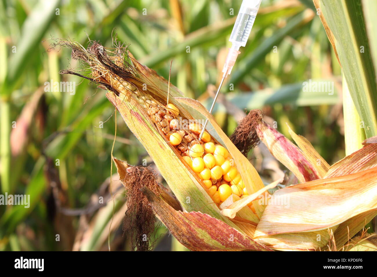syringe injected into a corncob Stock Photo - Alamy