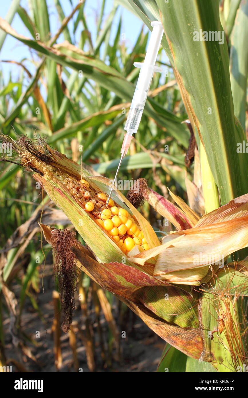 syringe injected into a corncob Stock Photo - Alamy