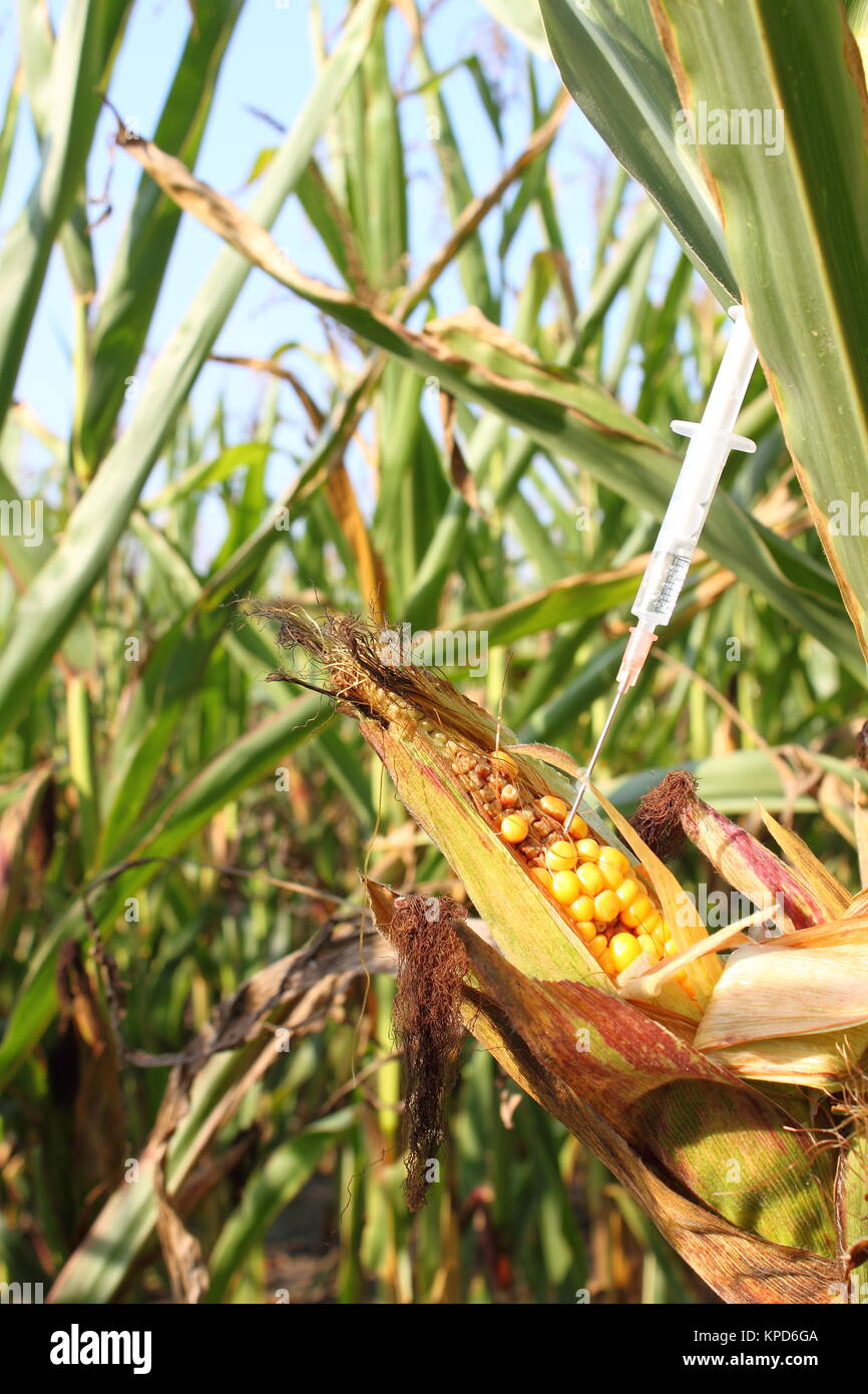 syringe injected into a corncob Stock Photo - Alamy