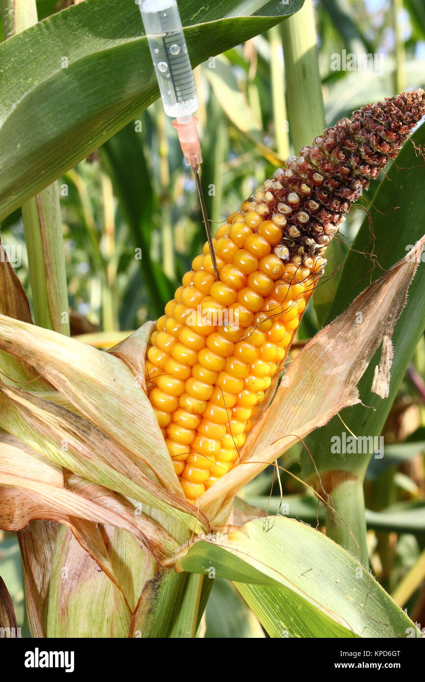 syringe injected into a corncob Stock Photo - Alamy