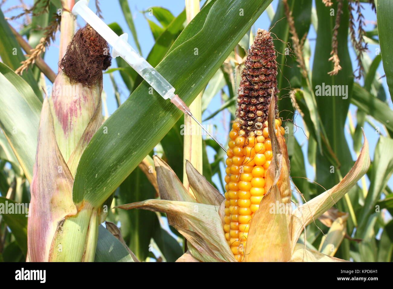 syringe injected into a corncob Stock Photo - Alamy