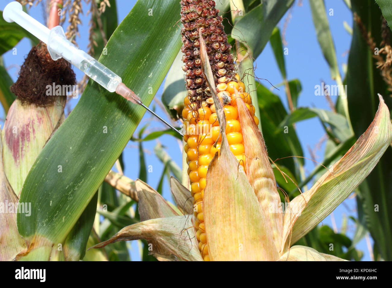 syringe injected into a corncob Stock Photo - Alamy