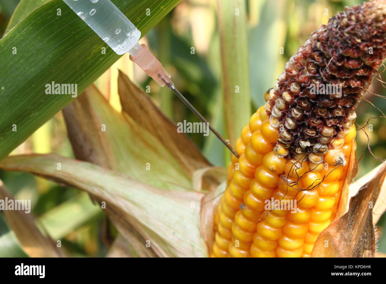 syringe injected into a corncob Stock Photo - Alamy