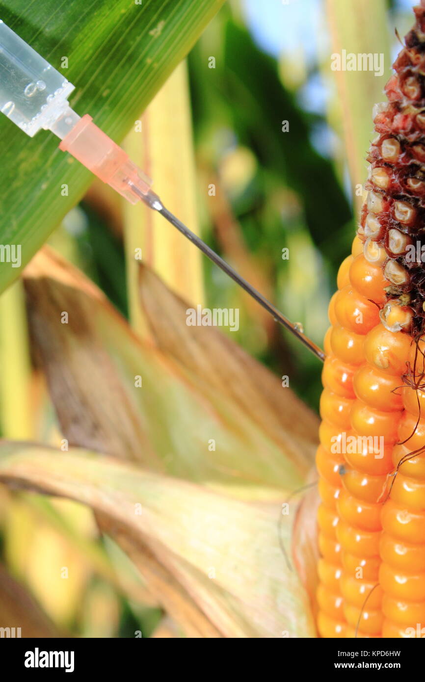 syringe injected into a corncob Stock Photo - Alamy