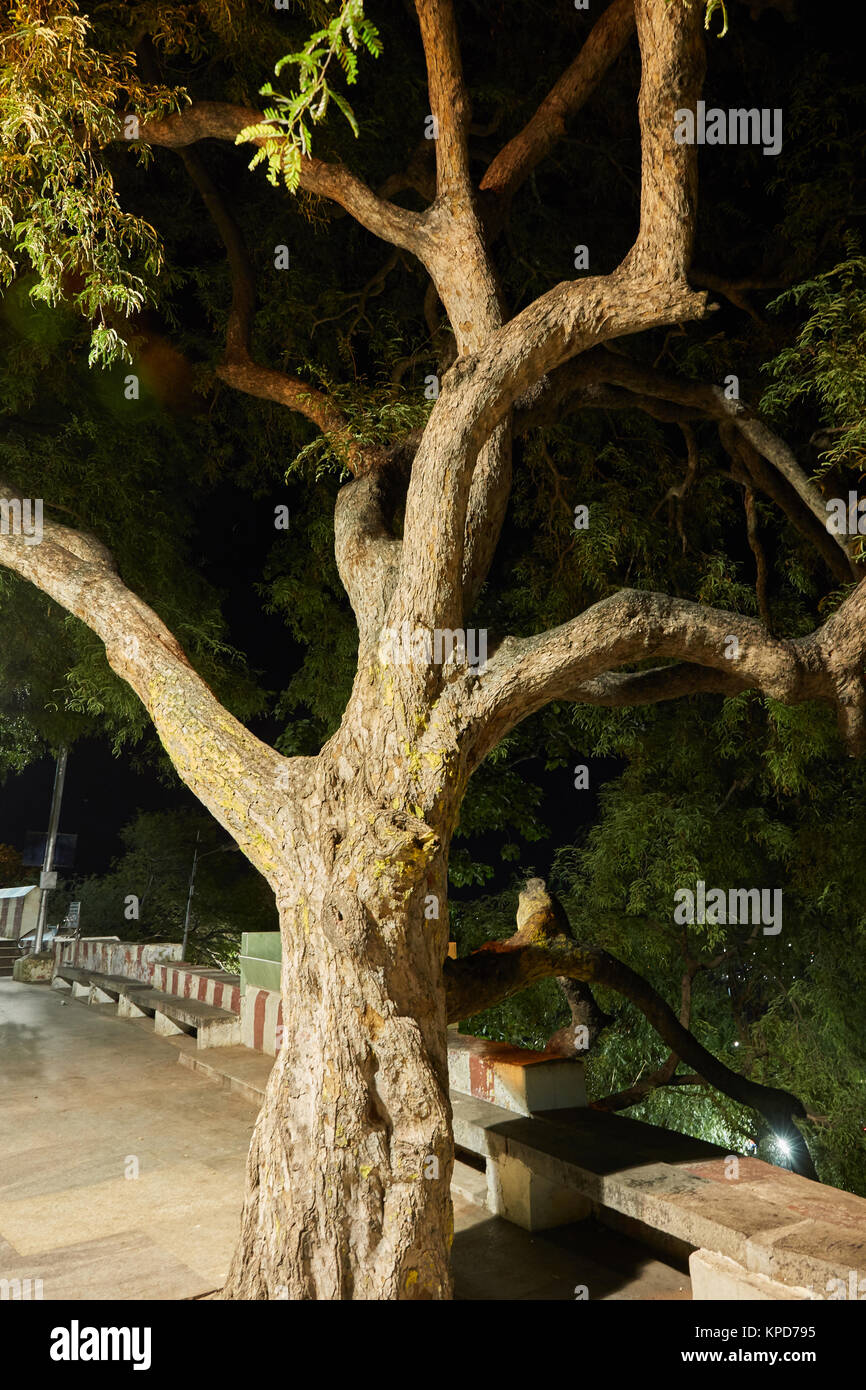 Palani, Lord Murukan's famous temple in Tamilnadu,  Steps to the temple, murukan devotees, street business, palani night view Stock Photo