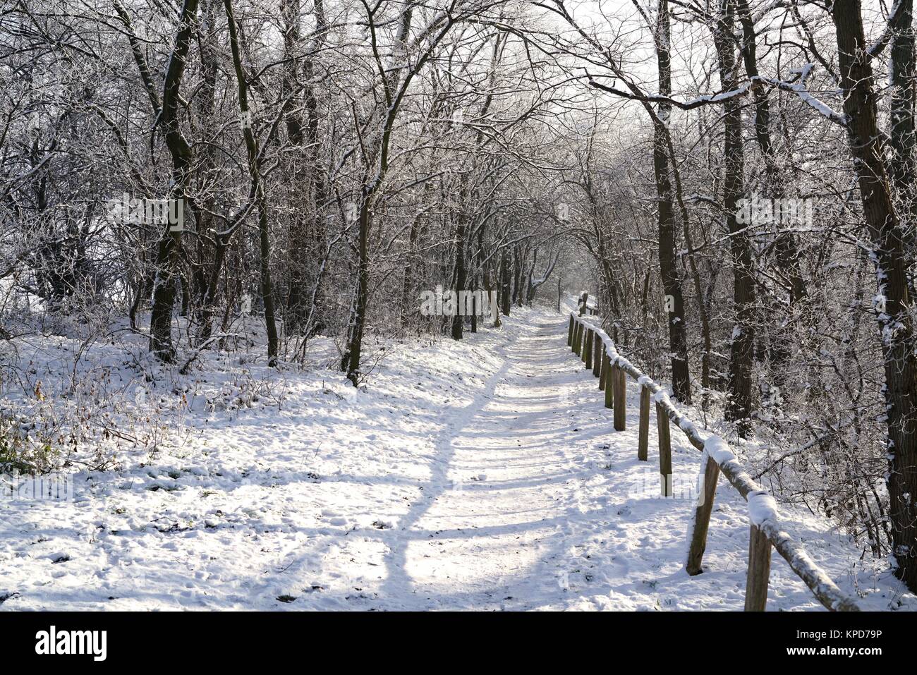 Hiking trail through a forest in winter Stock Photo - Alamy