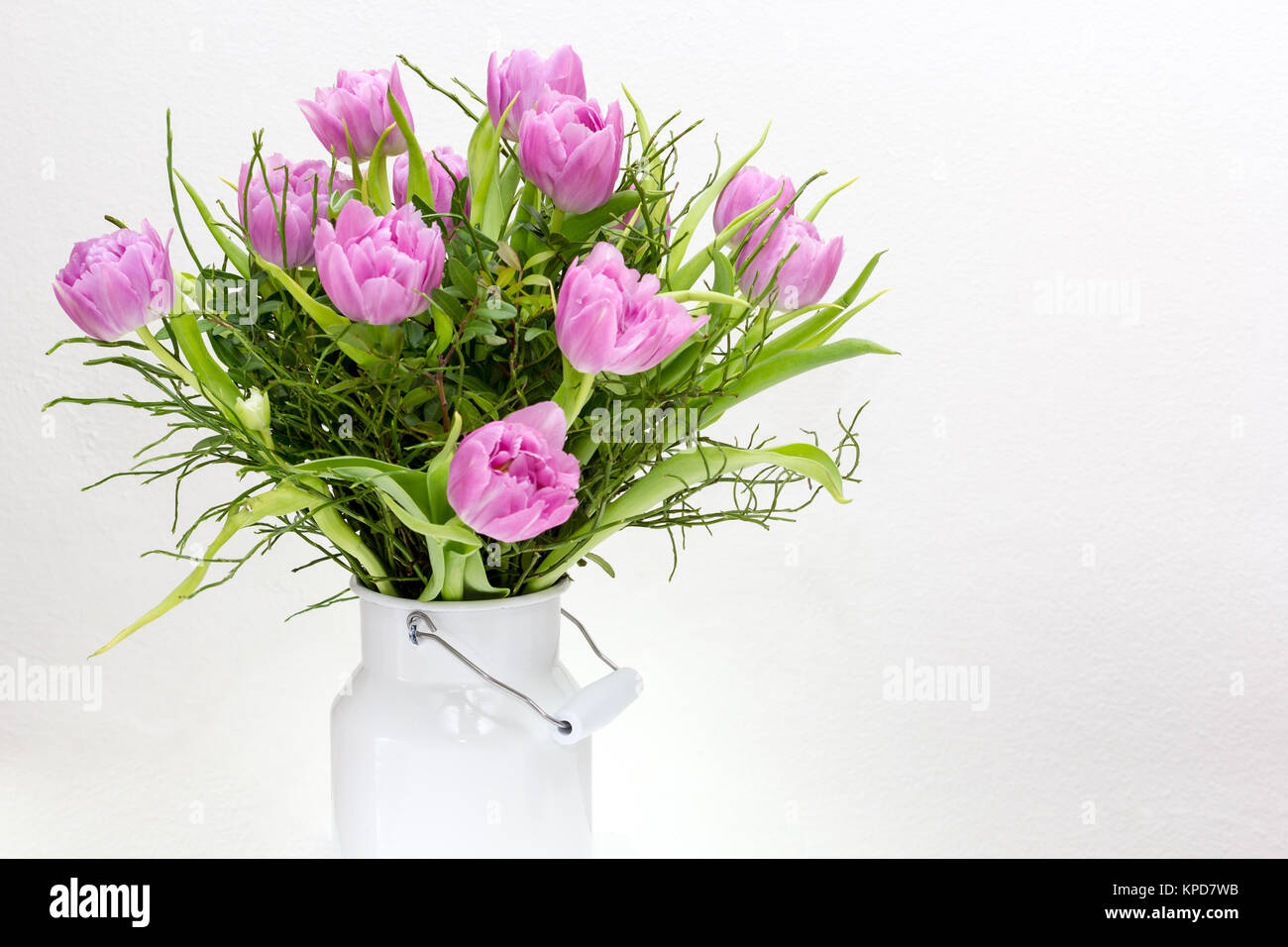 pink,violet tulips in a white milk jug against a white background Stock Photo