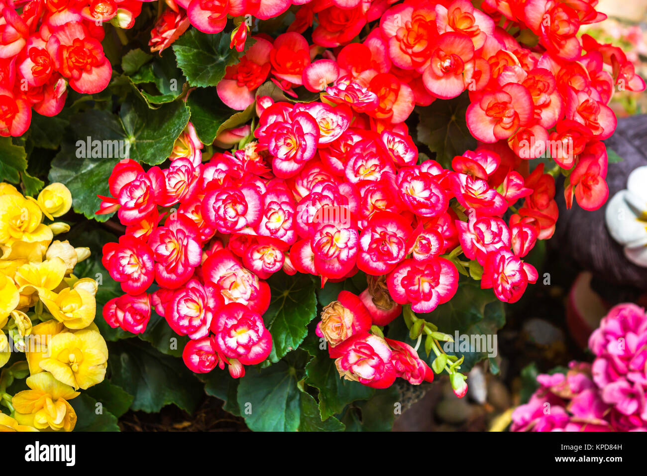 Colorful of red and yellow flowers Stock Photo
