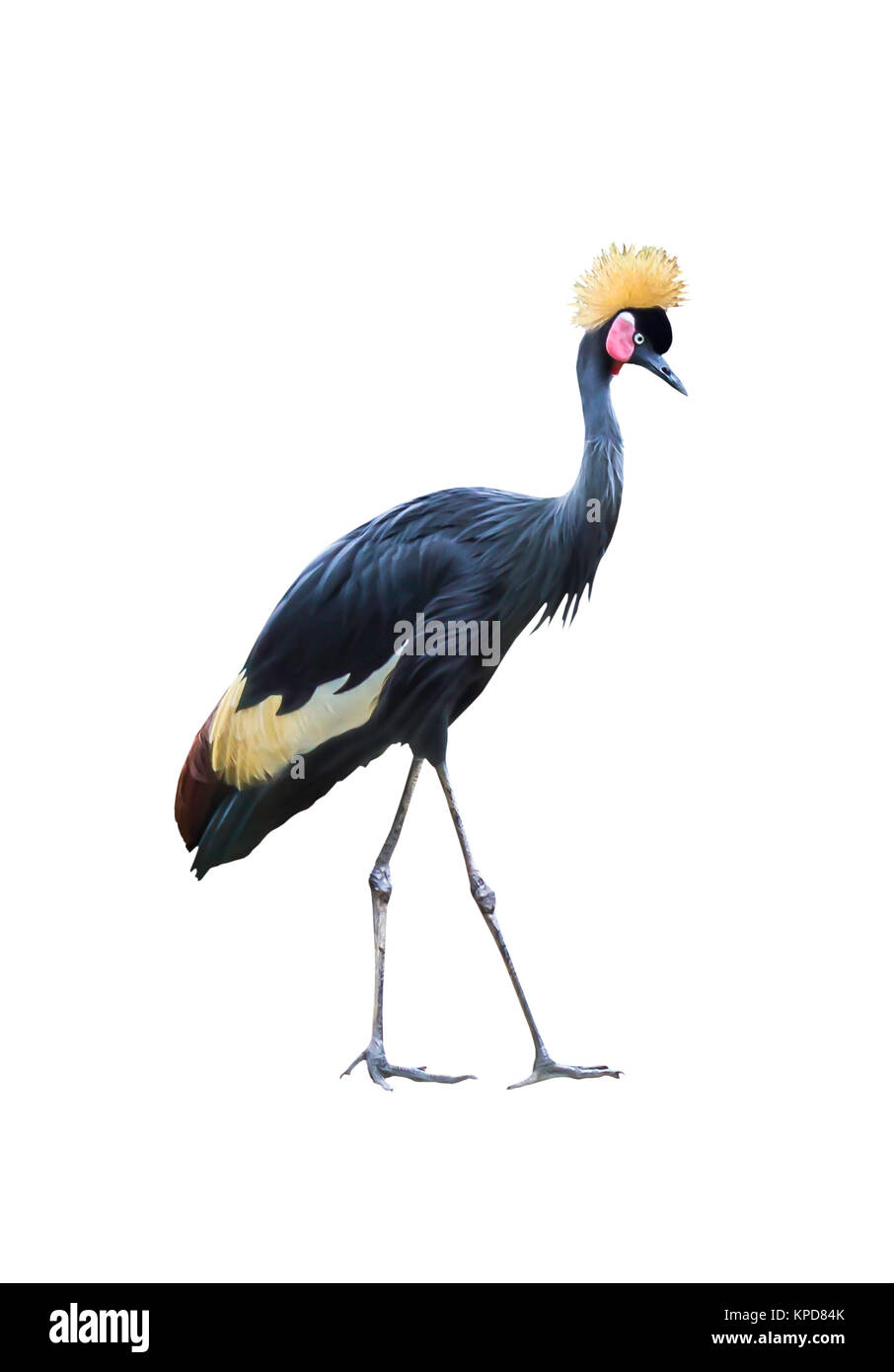 Grey crowned crane isolated Stock Photo - Alamy