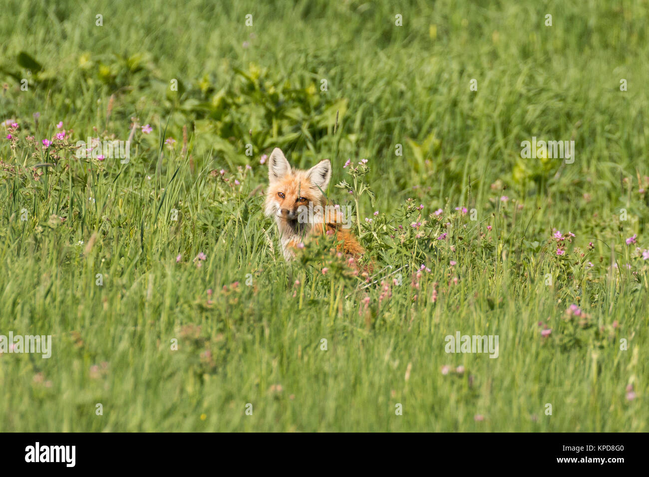 Red fox in a field of wild geraniums in Montana. Stock Photo