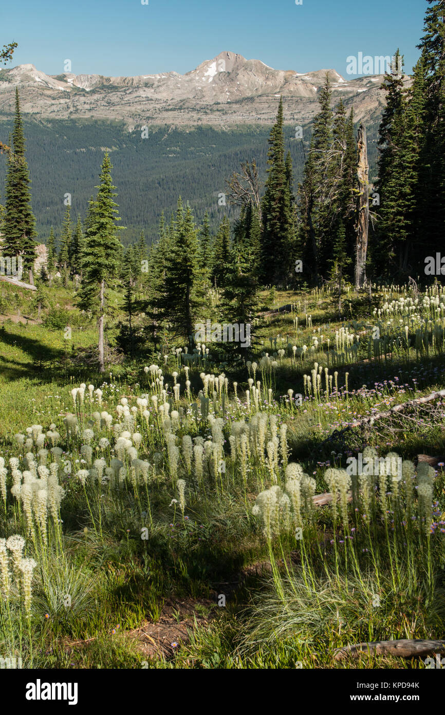 Silvertip Mountain from Larch Hill Pass in the Bob Marshall Wilderness, Montana Stock Photo