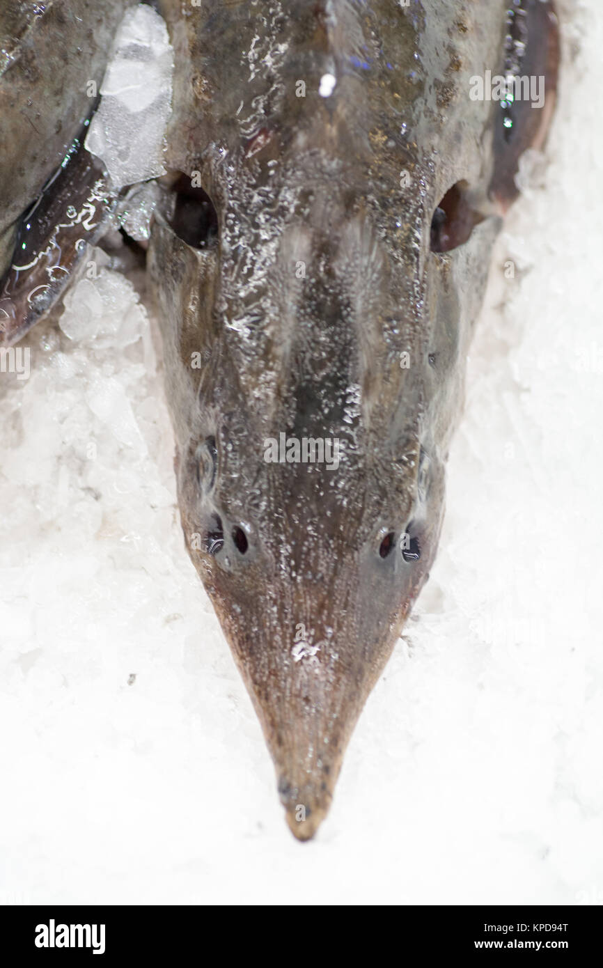 Frozen ice-cold fish in the store Frozen fish. Freshfish market. Gilt-head bream. Sea bream fish on ice. Fresh fish on ice for sale at market. Stock Photo