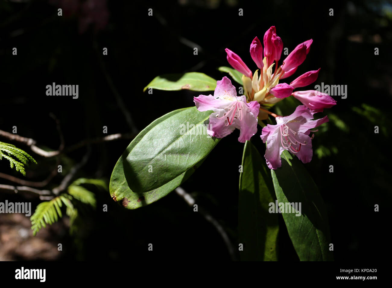 Oregon Native Rhododendron Rhododendron blooming near Trillium Lake, Oregon Cascades Stock Photo ...