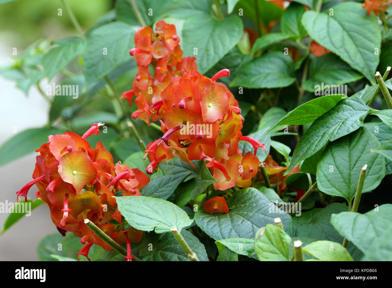 red chinesenhutpflanze (holmskioldia sanguinea) Stock Photo