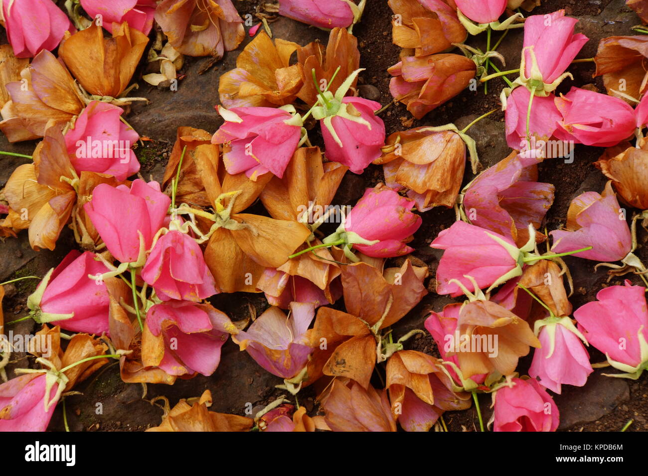 faded flowers of hydrangea tree at the bottom (dombeya cacuminum) Stock Photo