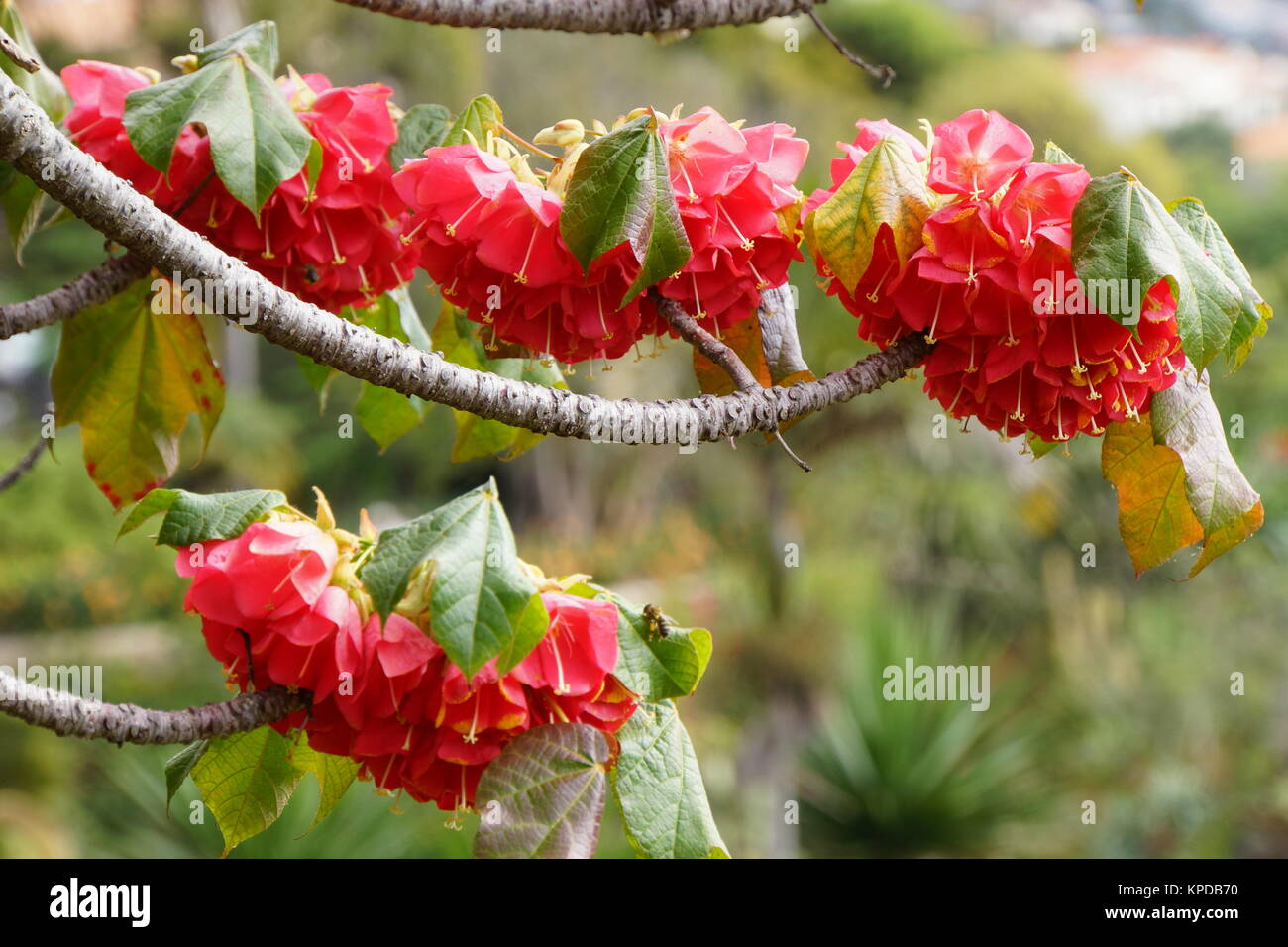 hydrangea tree (dombeya cacuminum) Stock Photo