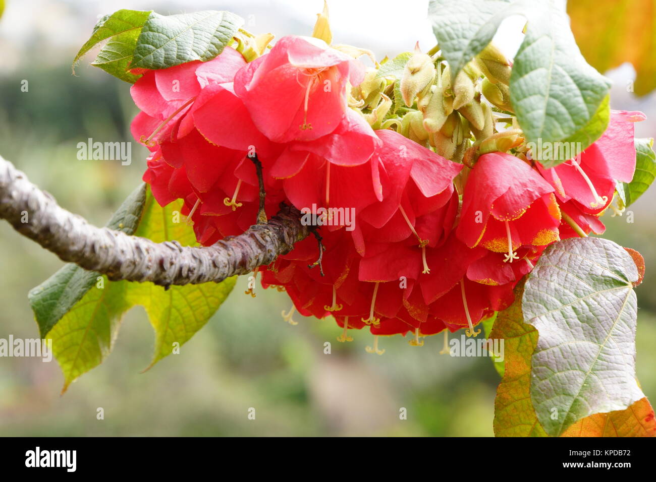 hydrangea tree (dombeya cacuminum) Stock Photo