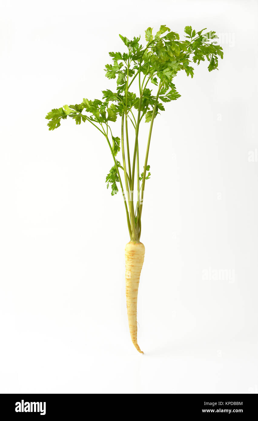 fresh parsley root Stock Photo Alamy