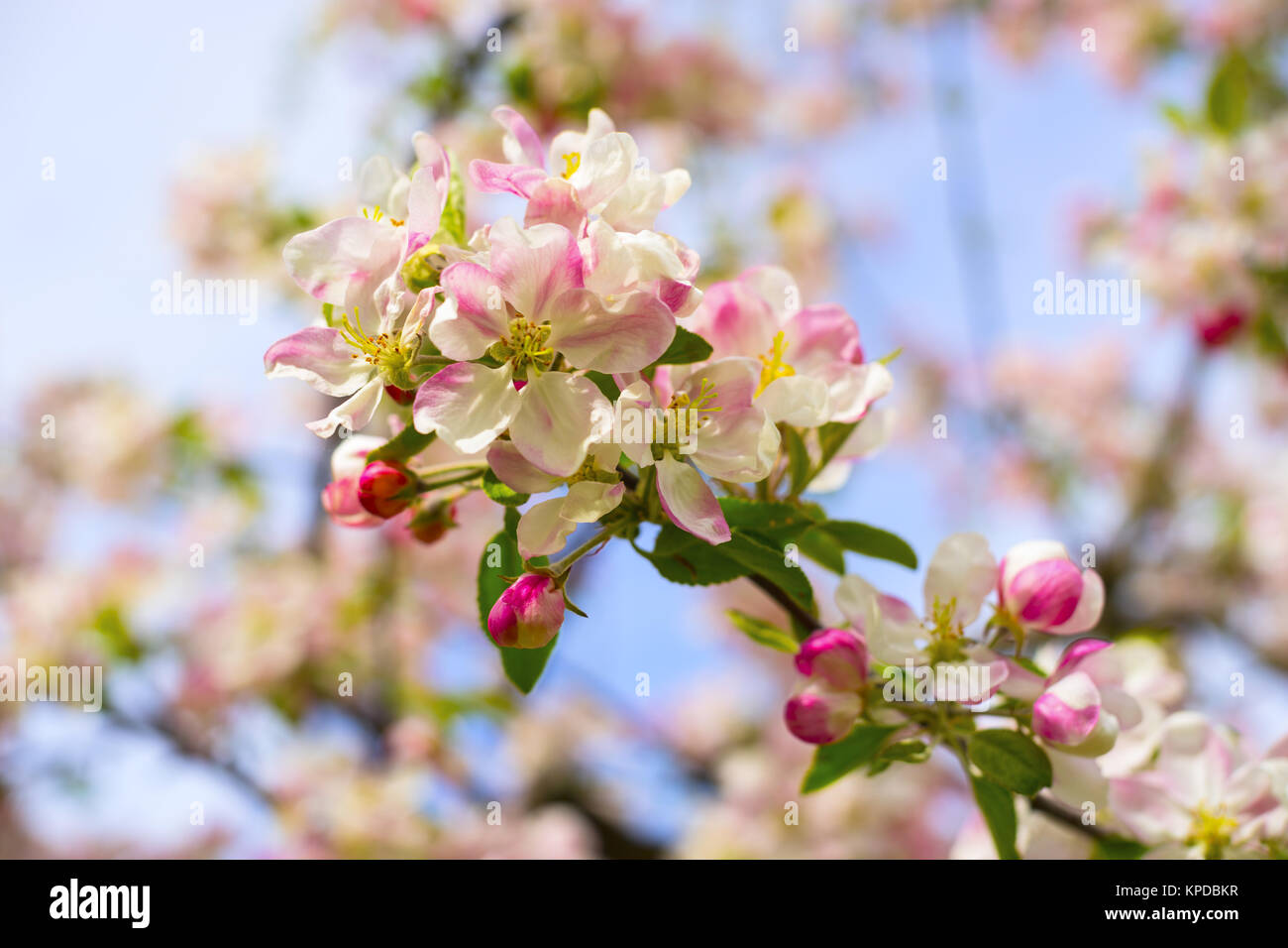 Blooming Apple tree in spring Stock Photo - Alamy