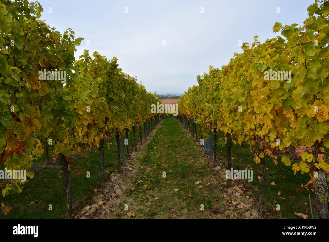vineyard in herxheim in southern palatinate Stock Photo