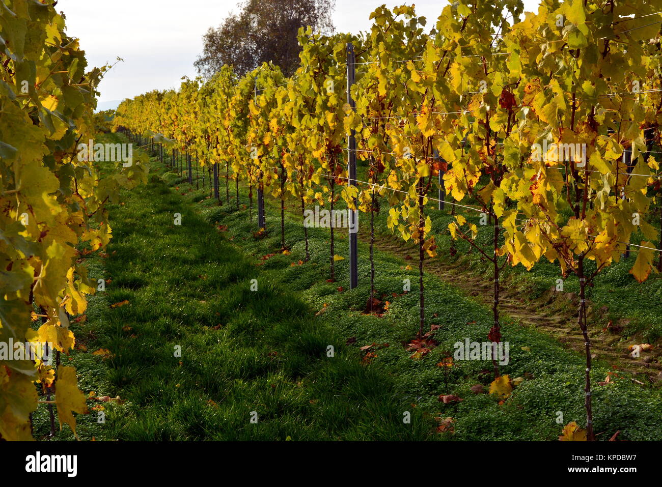 vineyard in herxheim in southern palatinate Stock Photo