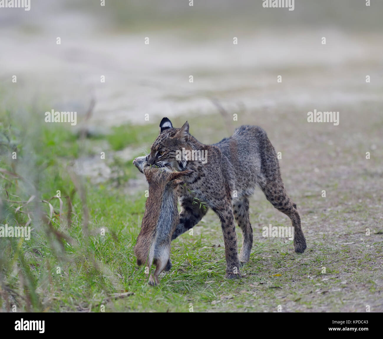 Cat Hunting Rabbit High Resolution Stock Photography and Images Alamy