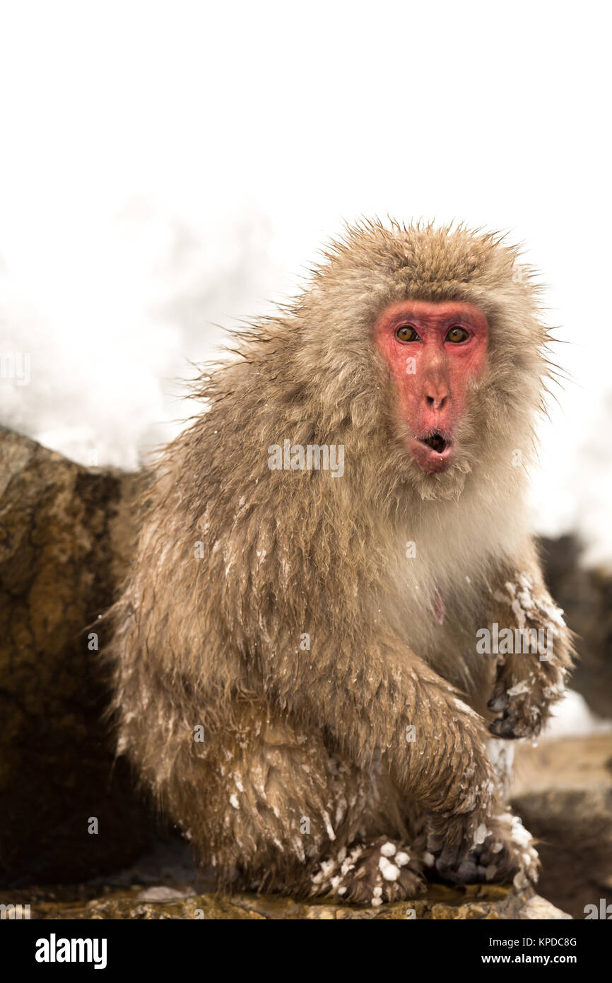 Japanese Snow Monkey Stock Photo Alamy