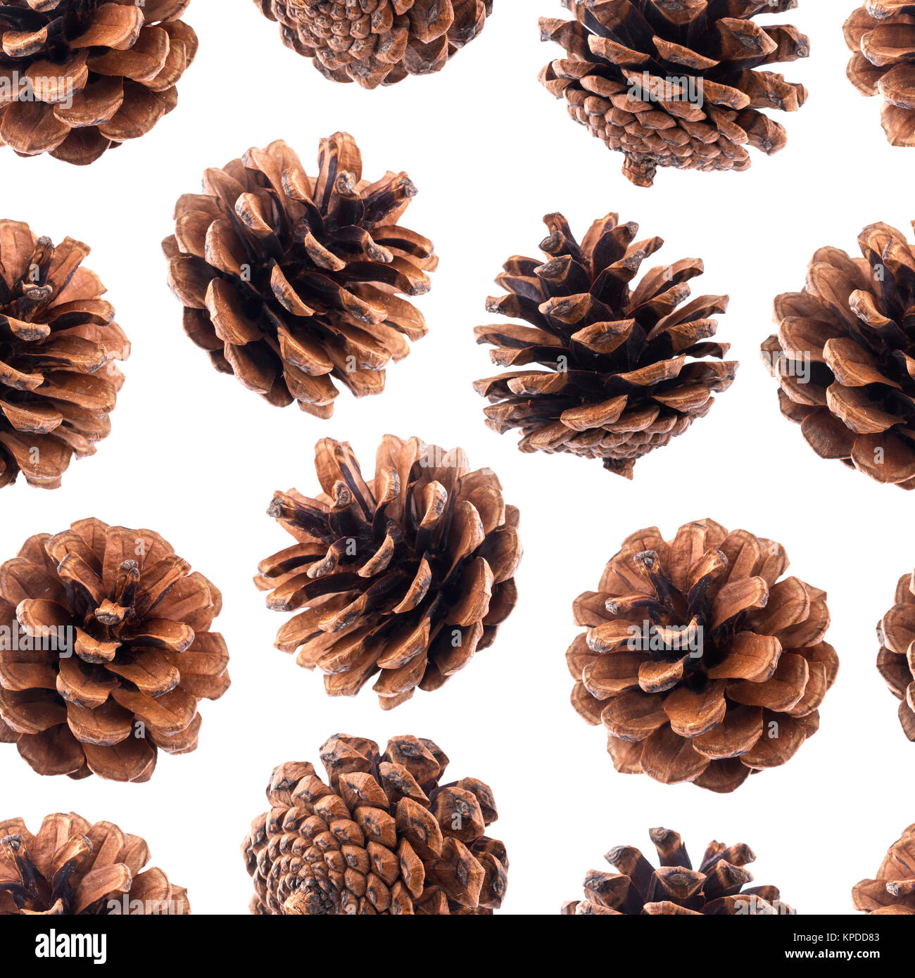 Pine cones seamless pattern, fir tree cones isolated on white ...