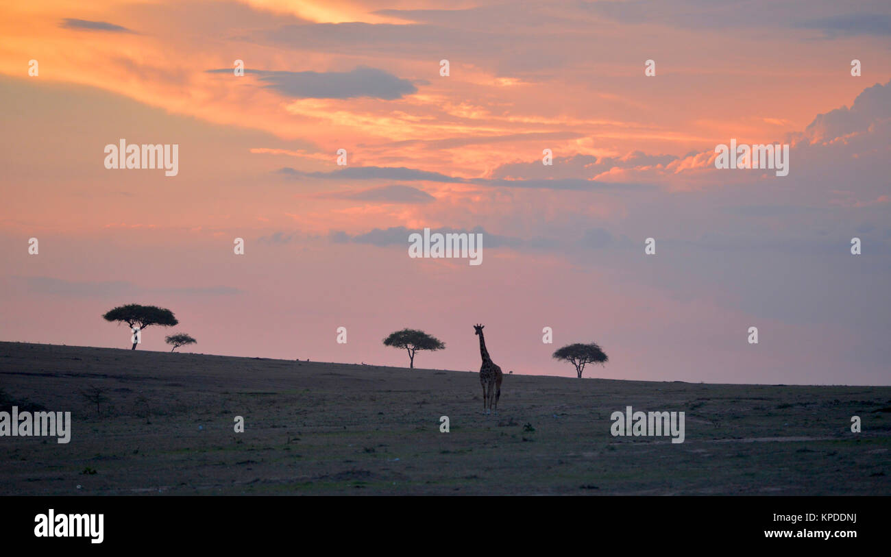 Wildlife in Maasai Mara, Kenya. Giraffe silhouette at sunset on skyline ...