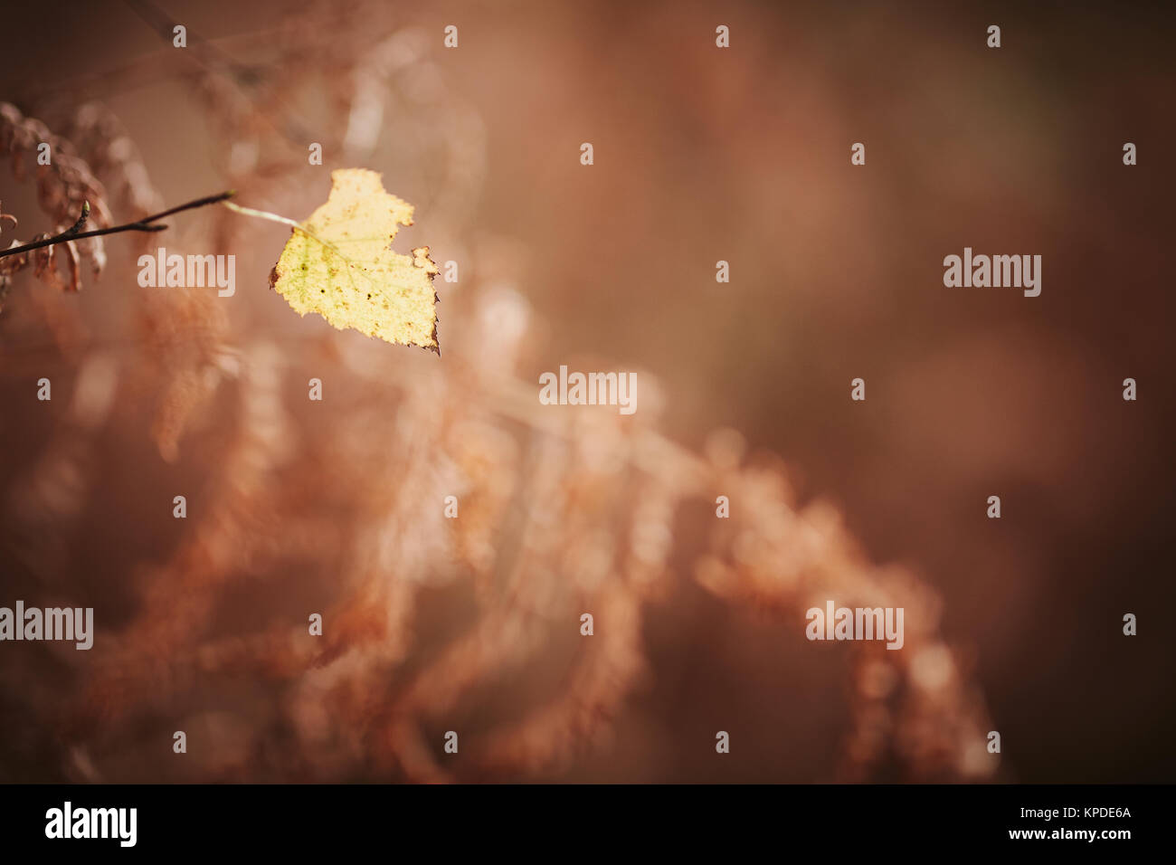 Windy leaves hi-res stock photography and images - Alamy