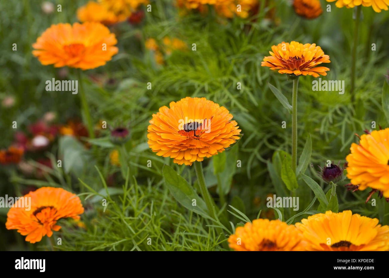 Calendula officinalis flowers. Stock Photo