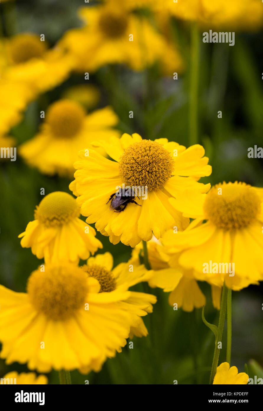Helenium 'Pumilum Magnificum' flowers. Stock Photo