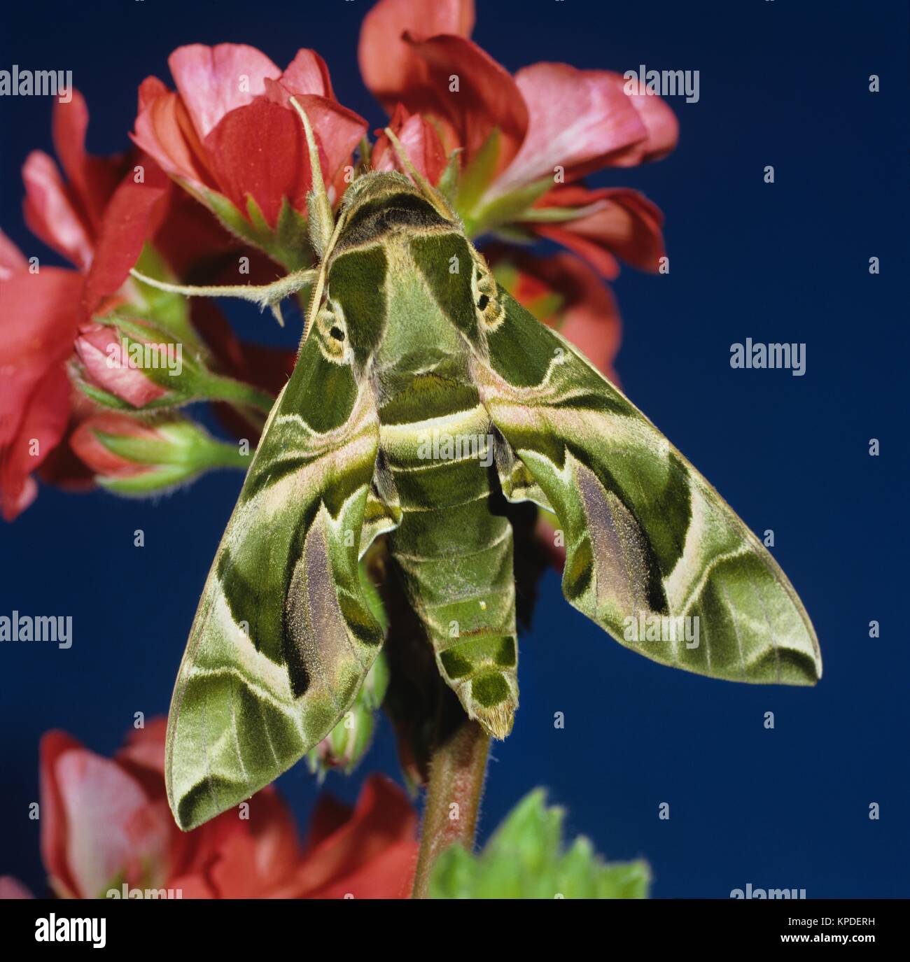Oleanderschwärmer, Nachtfalter, an rosa Blüten. Sehr selten, Oleander hawk-moth Grosser Nachtfalter, der von Südeuropa, teilweise Nordafrika,  jährlich einwandert und sogar Skandinavien erreicht. Stock Photo