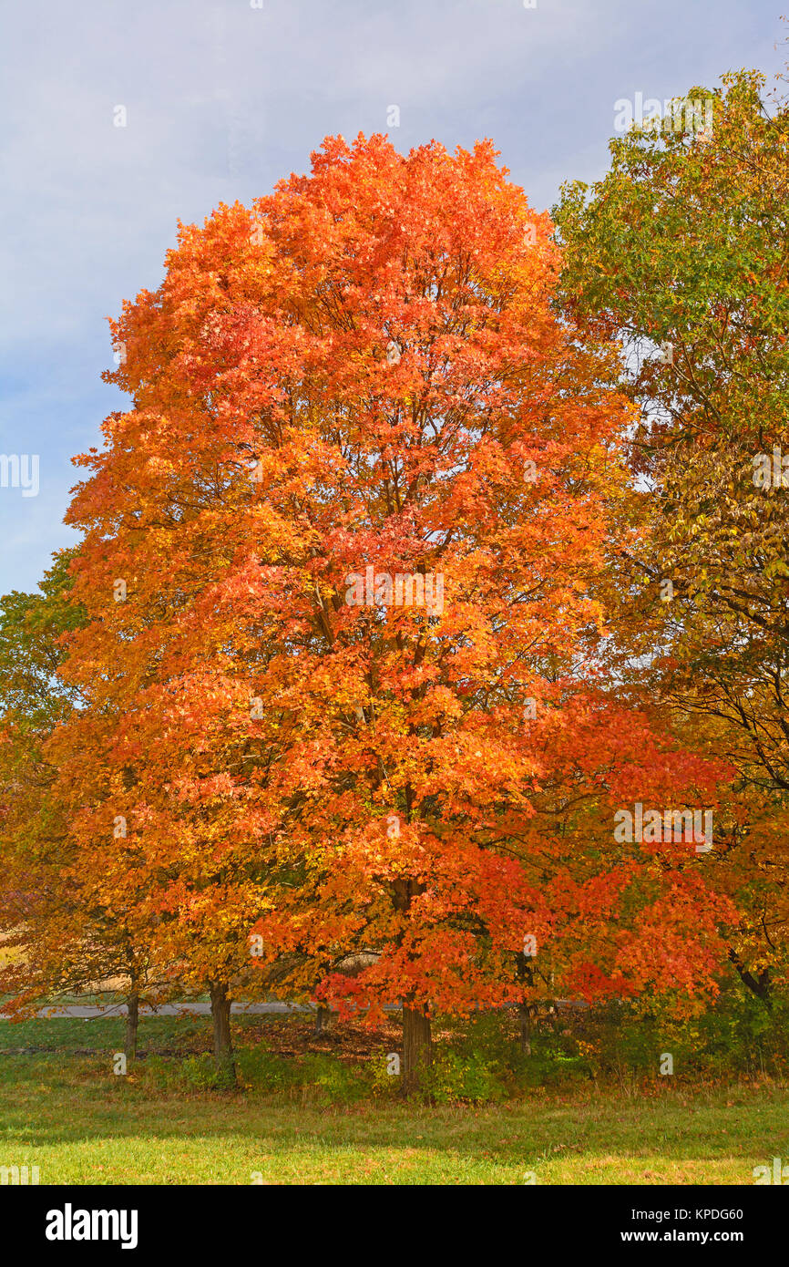 Sugar maple forest hires stock photography and images Alamy