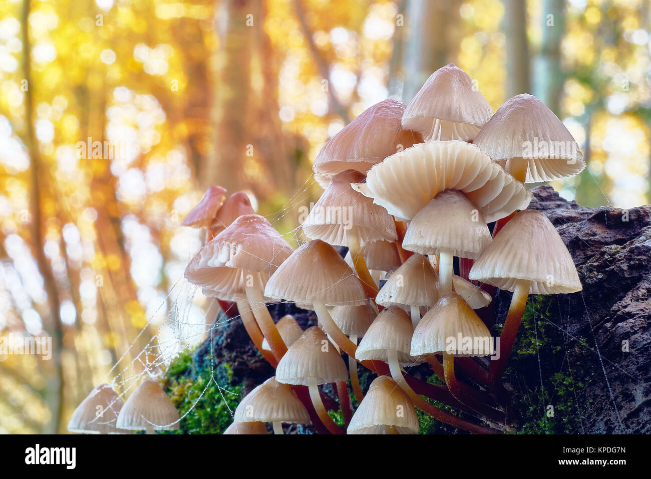 Mushrooms in natural environment. Closeup and macro photography. Stock Photo