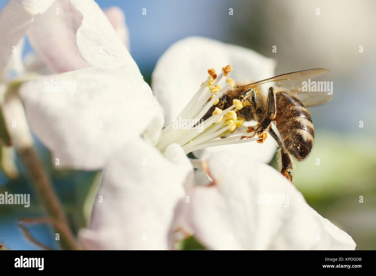 Close up honey bee in hi-res stock photography and images - Alamy