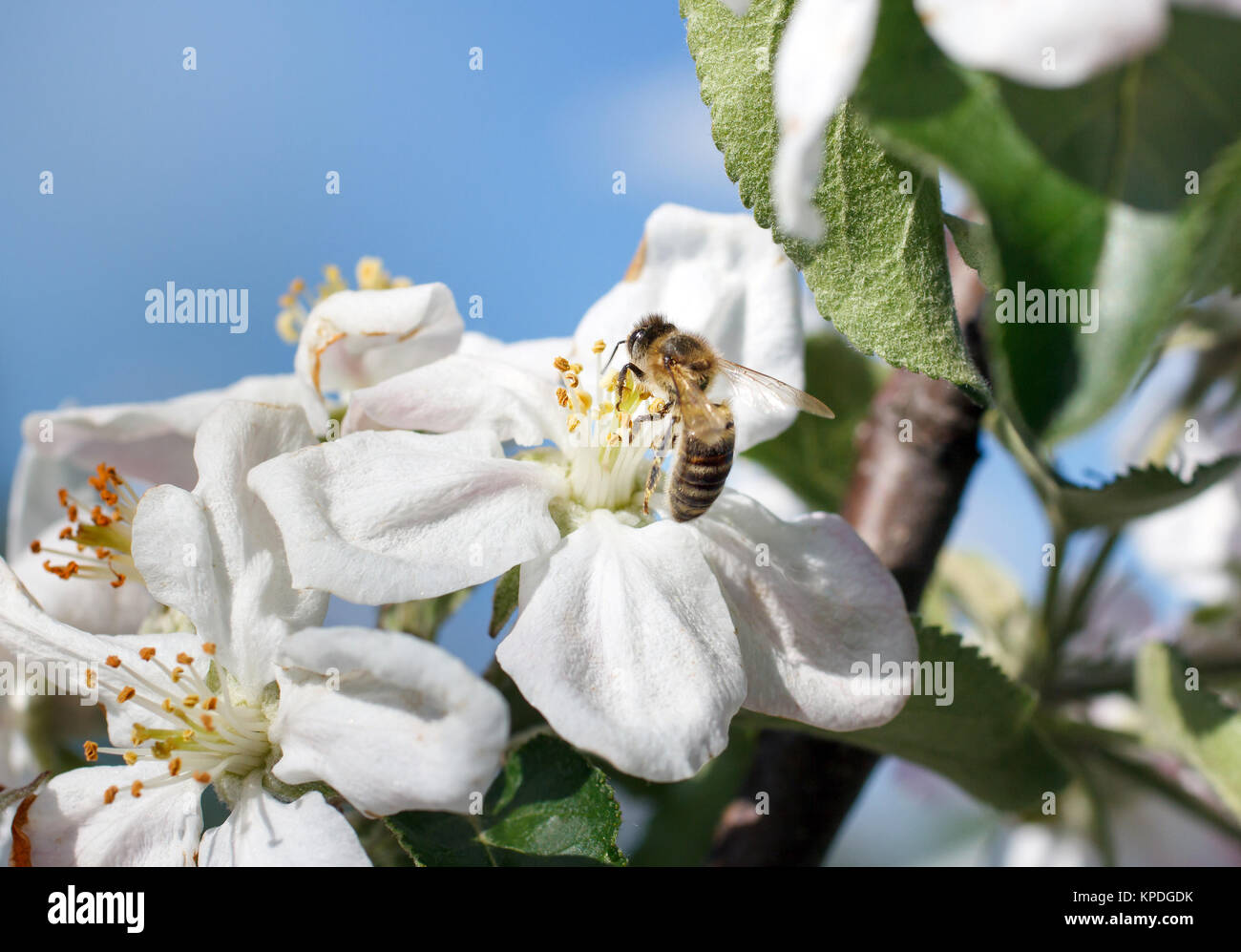 Close up honey bee in hi-res stock photography and images - Alamy