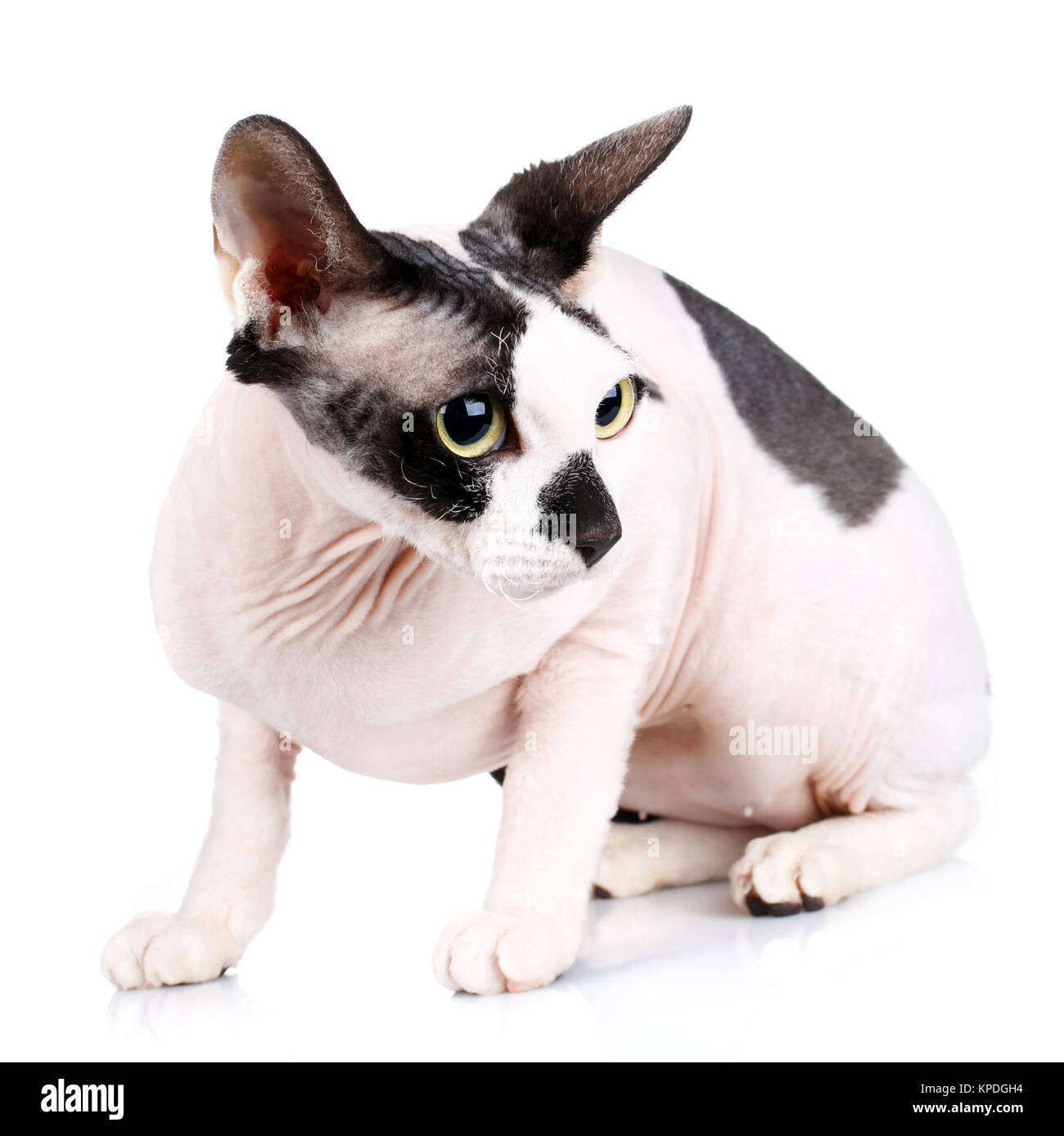 Sphynx Cats isolated on white background Stock Photo - Alamy