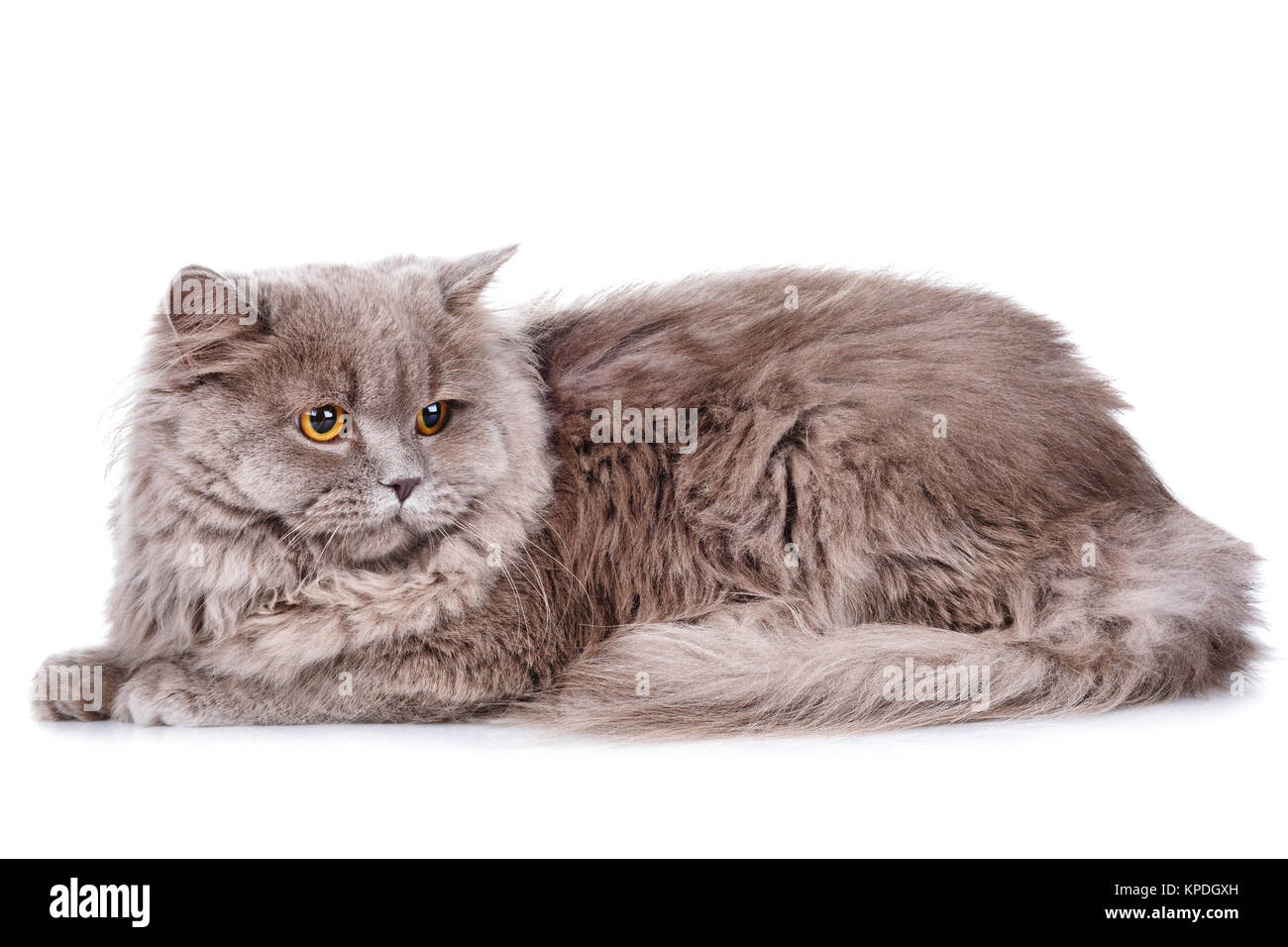 gray cat with yellow eyes on a white background Stock Photo - Alamy