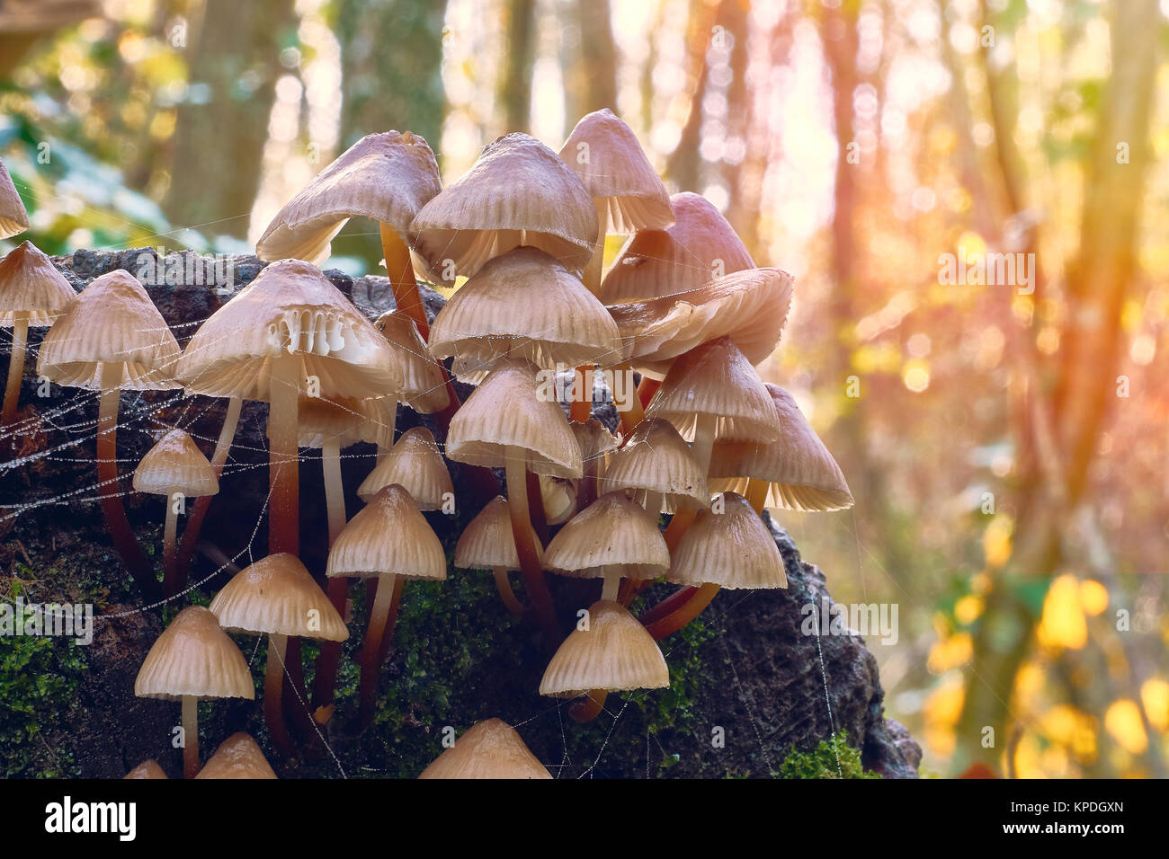 Mushrooms in natural environment. Closeup and macro photography. Stock Photo